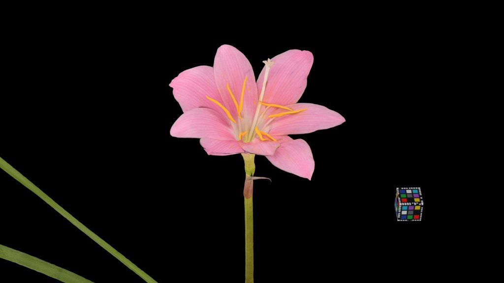 CC0 サフランモドキ Pink Rain Lily, Z. carinata