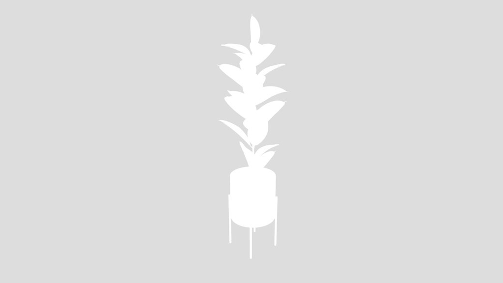 Indoor Plant Rubber Ficus Elastica
