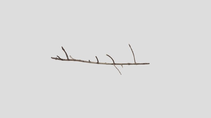 Branchetta 3D Model