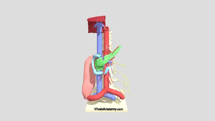 Kava 3D models - Sketchfab