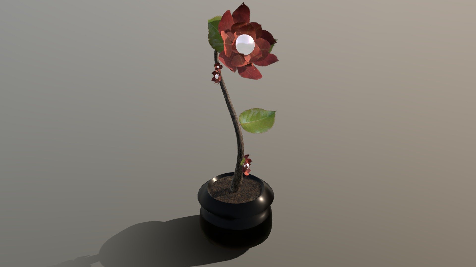cgt 116 ~ plant