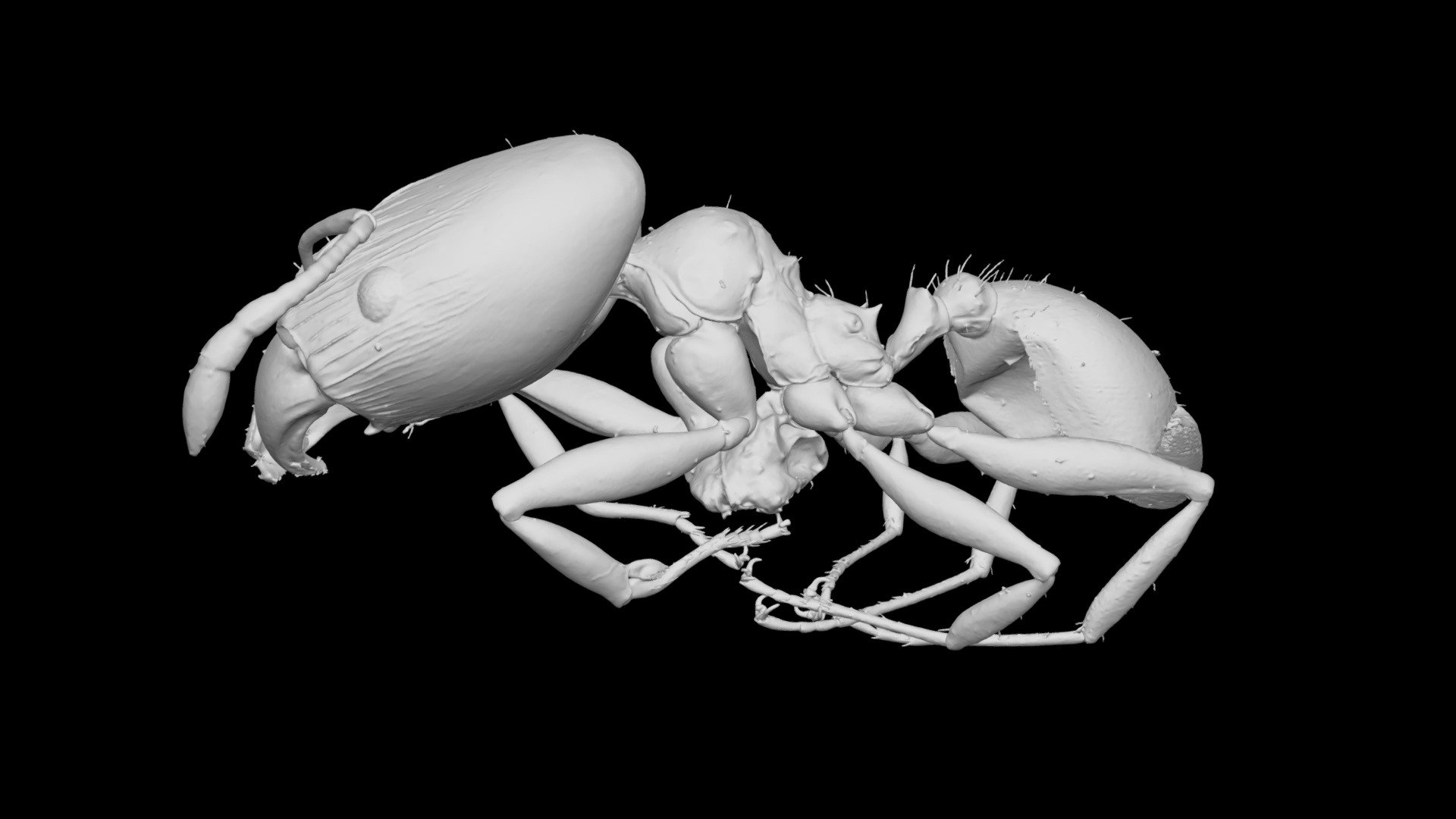 Pheidole cangussu Major Worker CASENT0742941