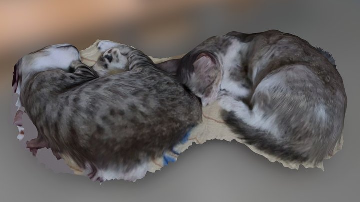 Mocha & Lola 3D Model