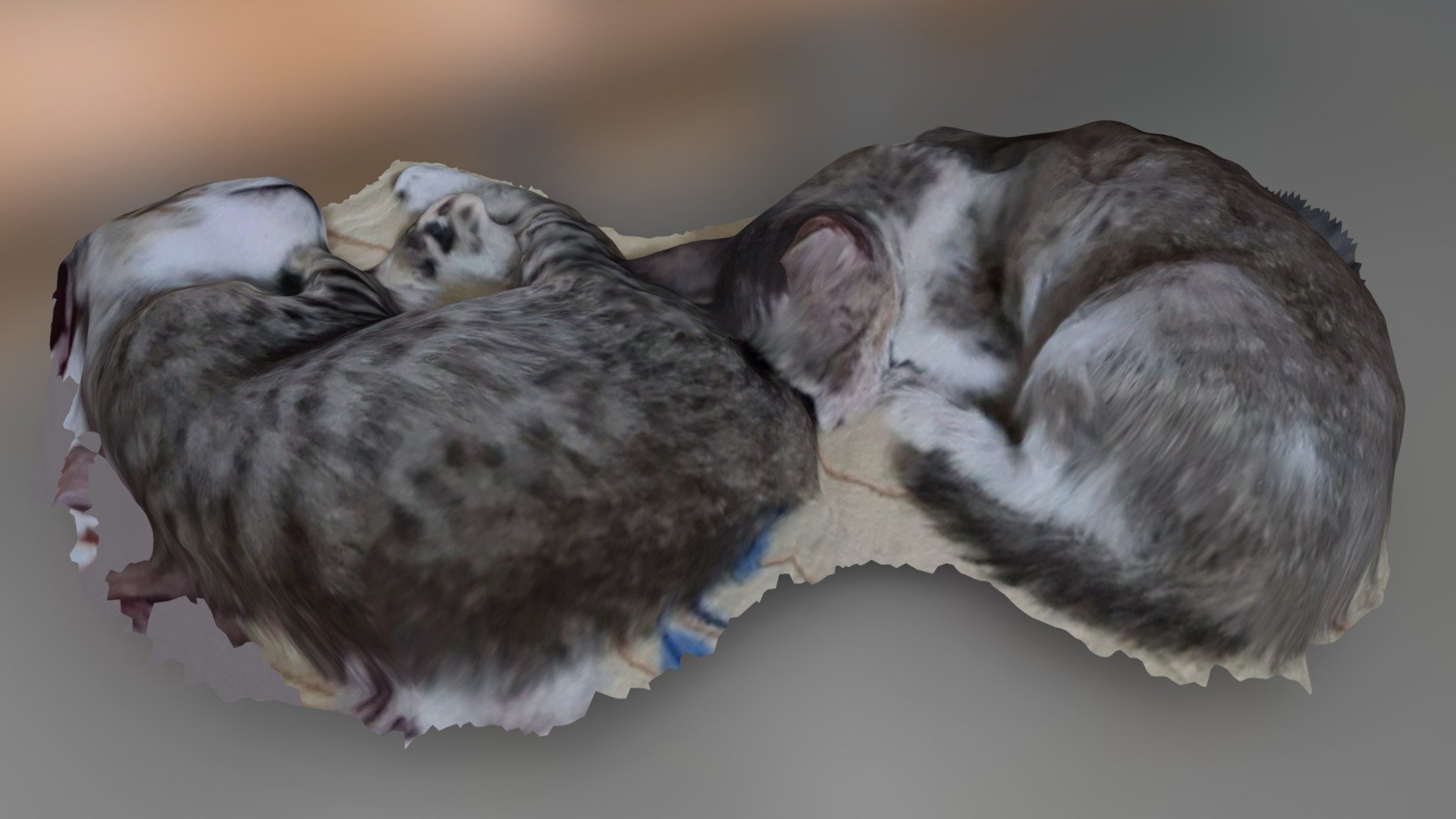 Mocha & Lola