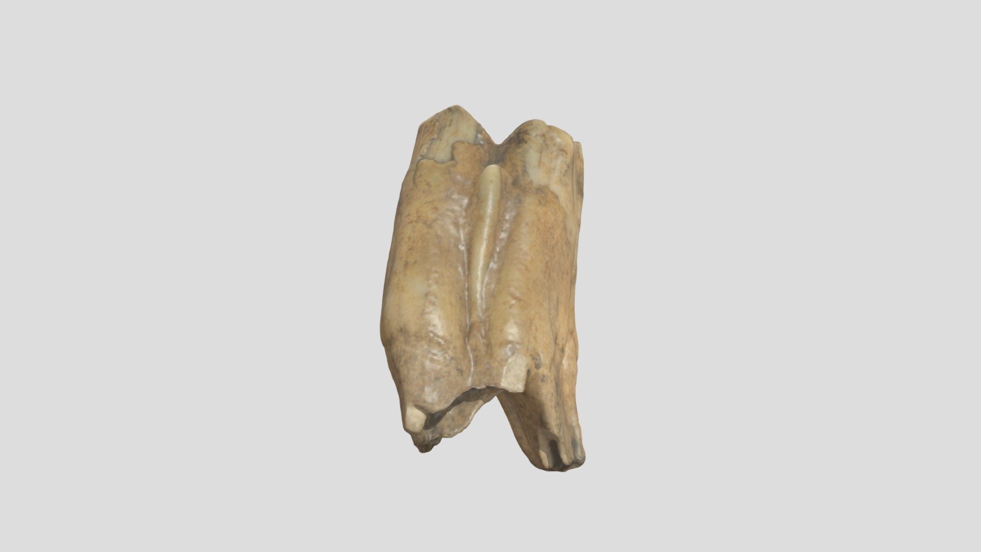 Roman cattle molar - Download Free 3D model by daosborne [dc97536 ...