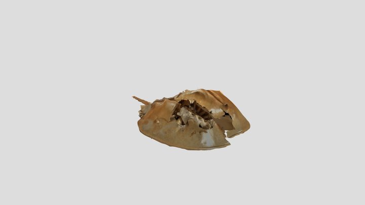 degenkrab L 2 3D Model