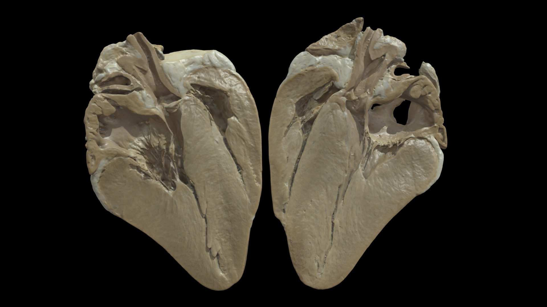 Plastinated Deer (Cervine) Heart