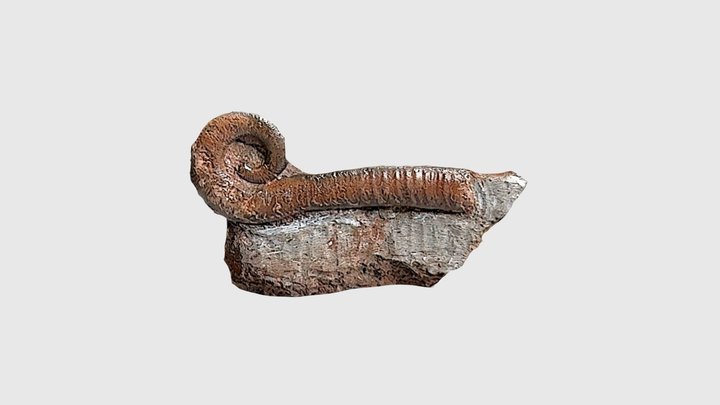 Trilacinoceras discors 3D Model