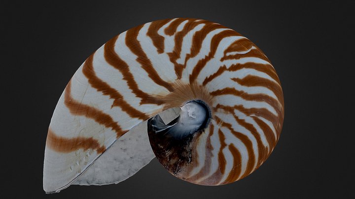 Nautilus Shell - Cross Polarisation Scan – Free 3D Model STL