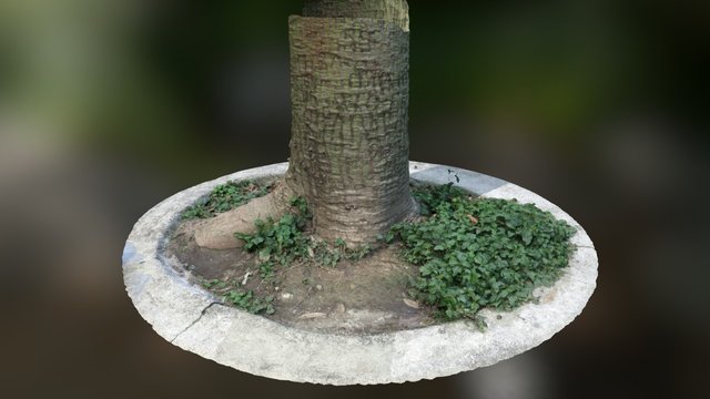 Redbud 3D Model