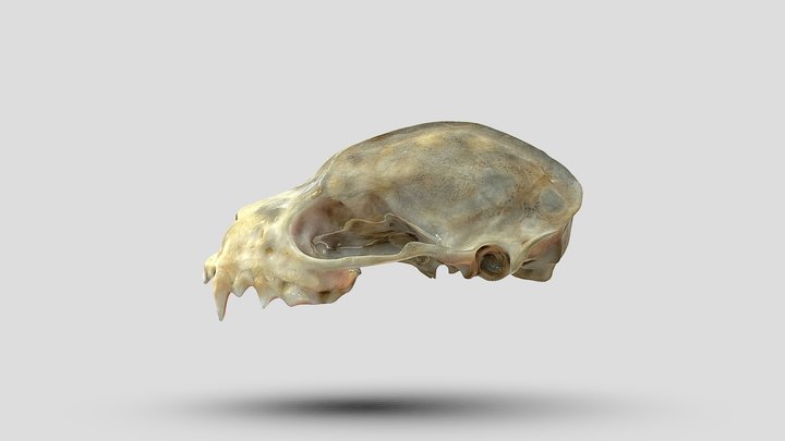 Cráneo de murciélago (genus Artibeus) 3D Model
