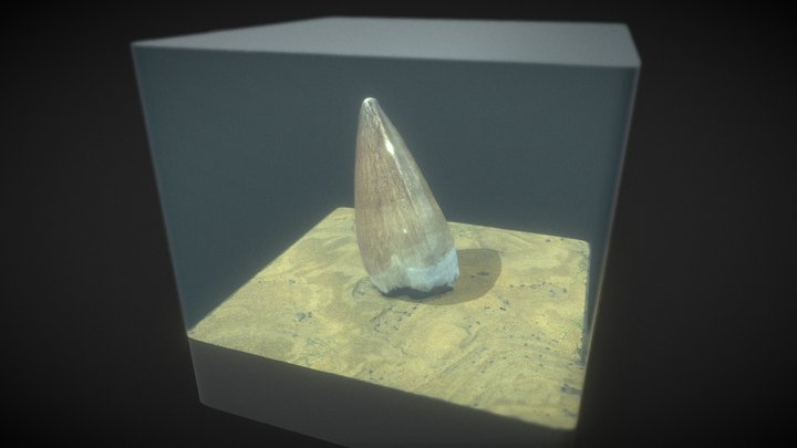 Mosasaur Tooth 3D Model