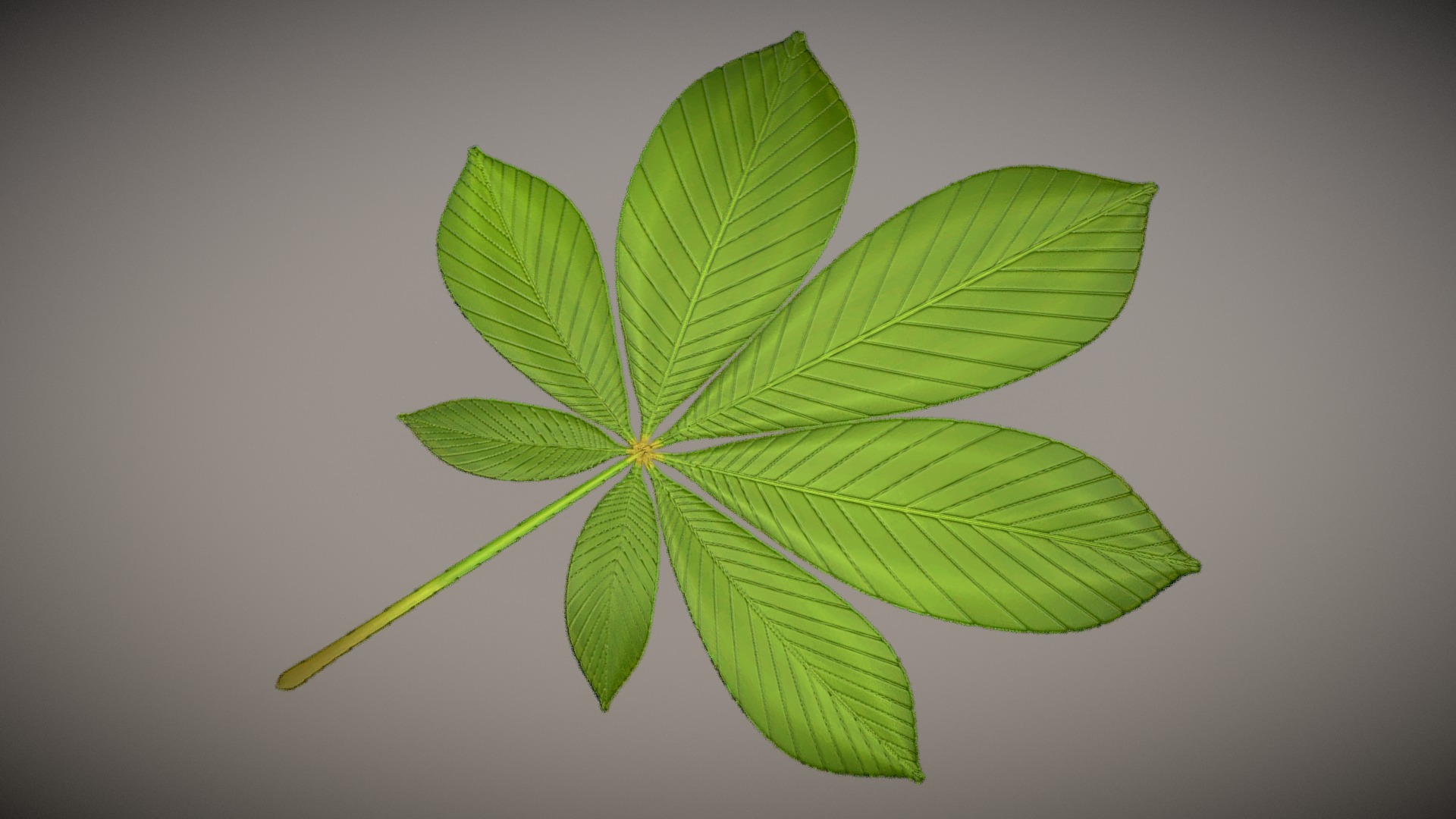 3D model Chestnut Leaf Low-Poly - This is a 3D model of the Chestnut Leaf Low-Poly. The 3D model is about a green leaf with a white background.