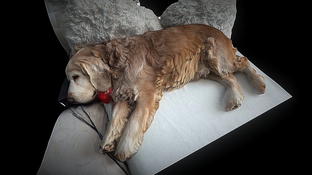My dog - Bari