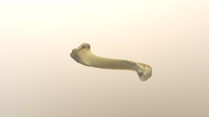 Goat bone (Capra) 3D Model