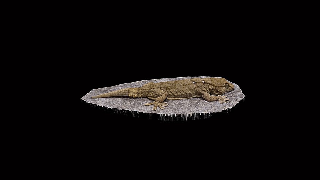 Model 8 - Moorish gecko