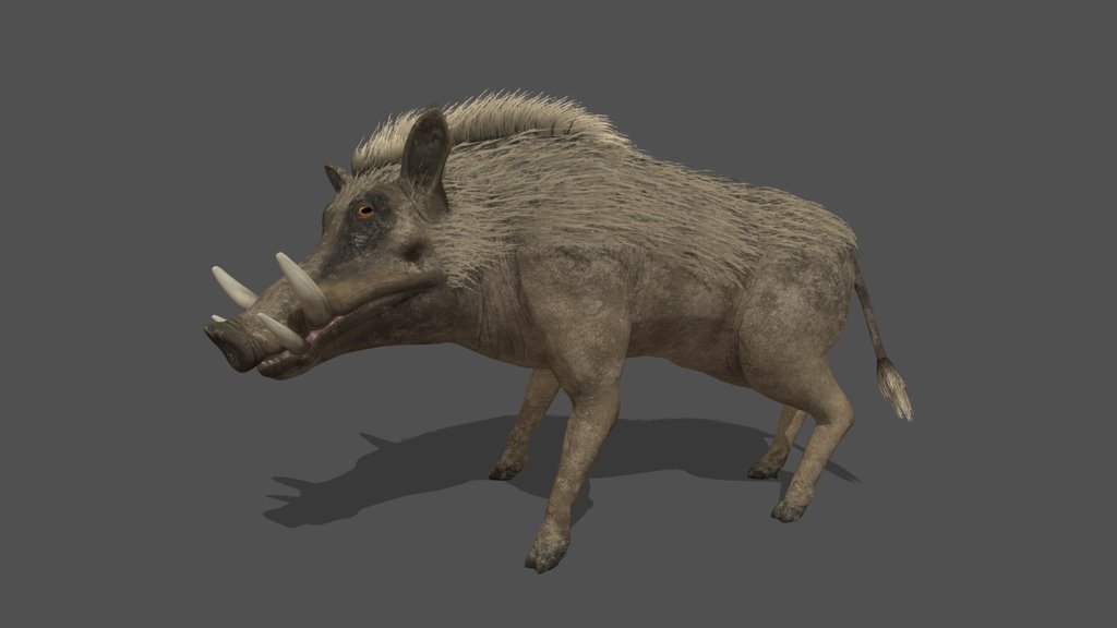 Animated Warthog – 3D Animal Model
