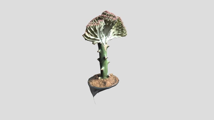 Euphorbe Lactée 3D Model