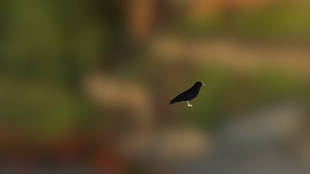 3D Blender Low Poly Raven Bird Animal 3D Model