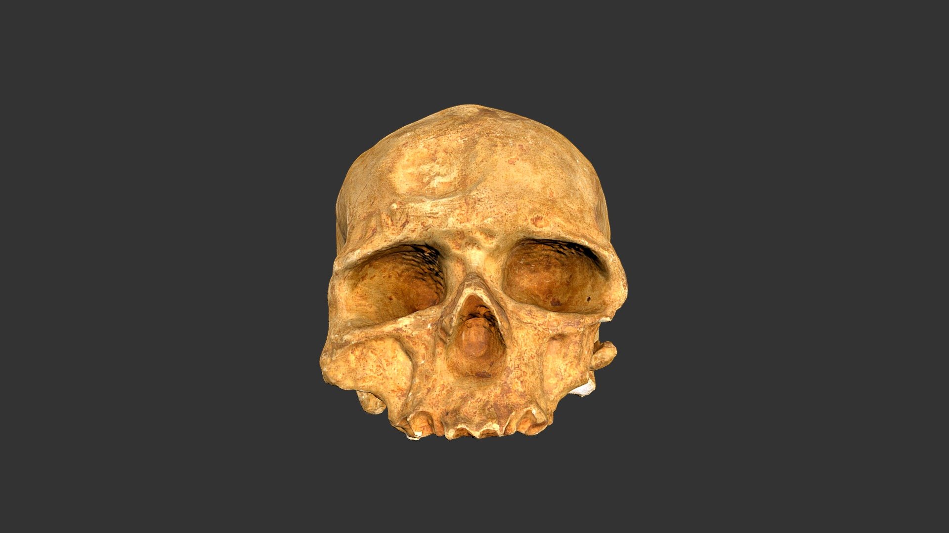 Homo sapiens (Cro-Magnon 1) (433rp27)