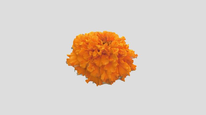 Flower 3D Model