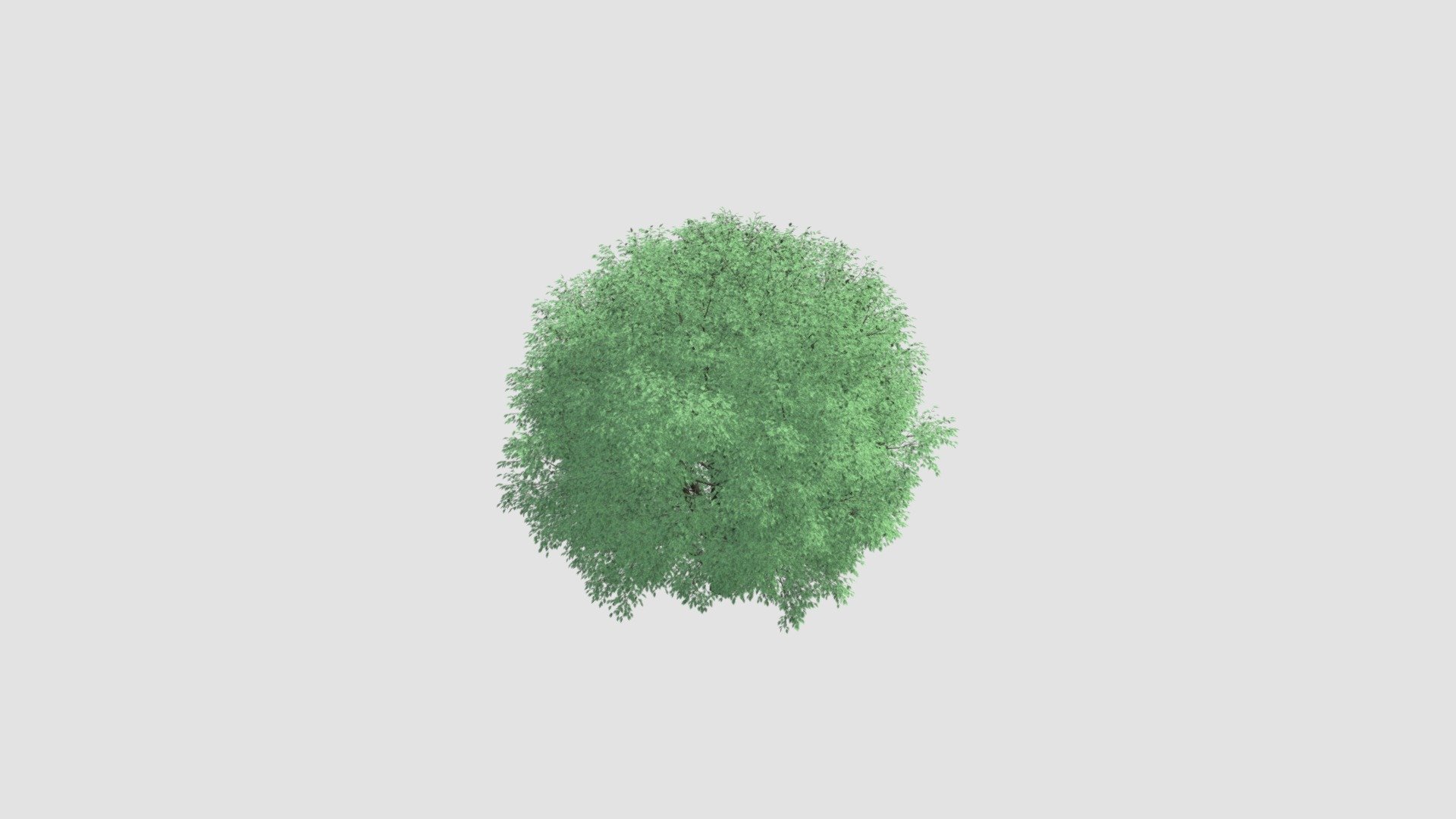 tree - Buy Royalty Free 3D model by Evermotion [dcb1f3b] - Sketchfab Store