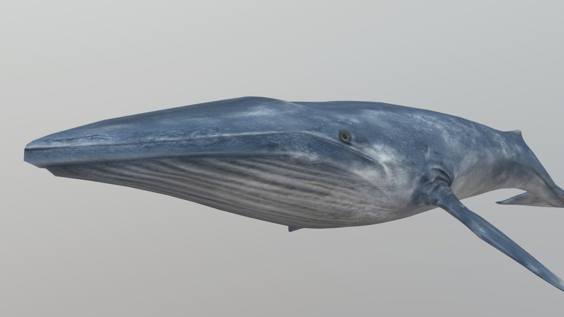 Blue Whale - 3D model by Intelligent Education (@intelligenteducation ...