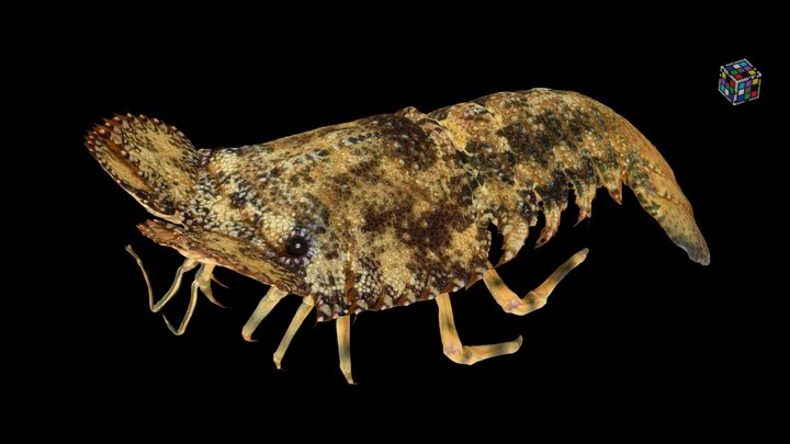 CC0 ミナミゾウリエビ 🦞 Sculptured Mitten Lobster