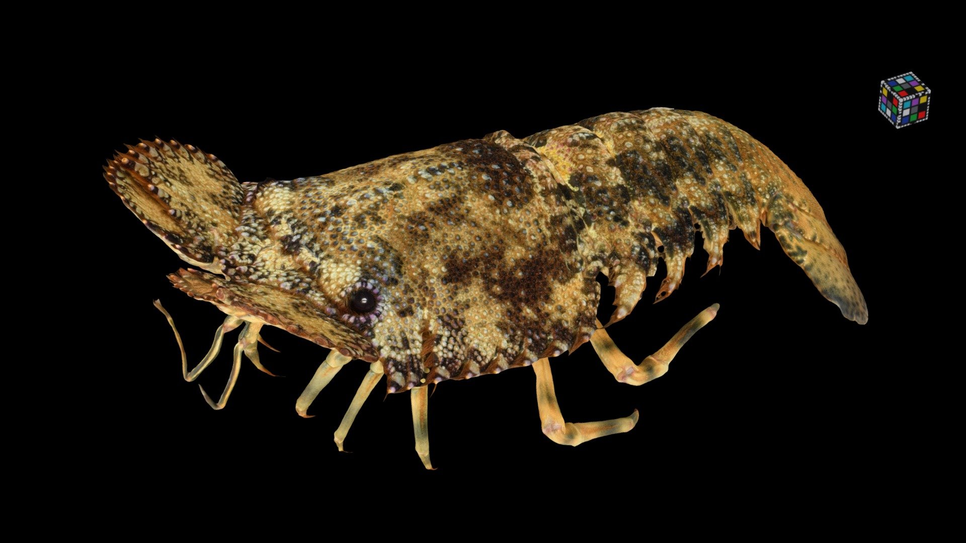 ミナミゾウリエビ Sculptured Mitten Lobster