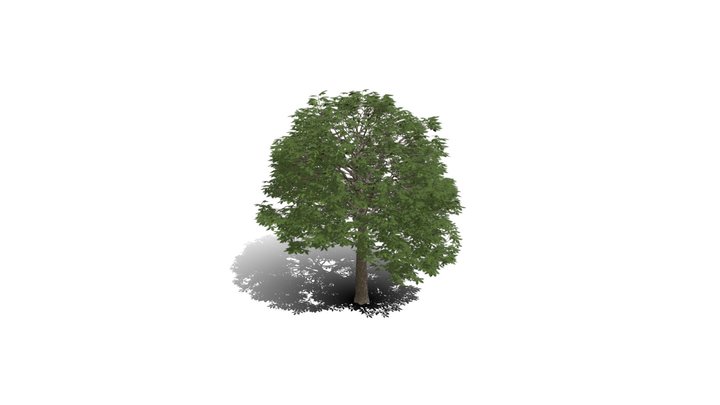 Realistic HD Red horse chestnut (28/30) 3D Model