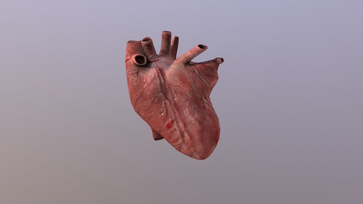 Beating Heart 3D Model