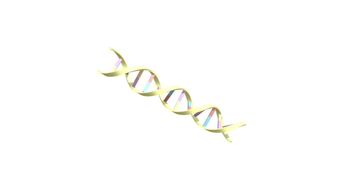 DNA 3D Model