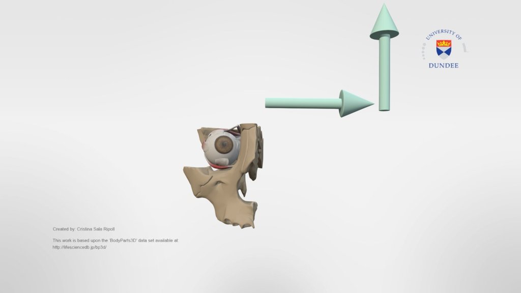 Adduction and elevation