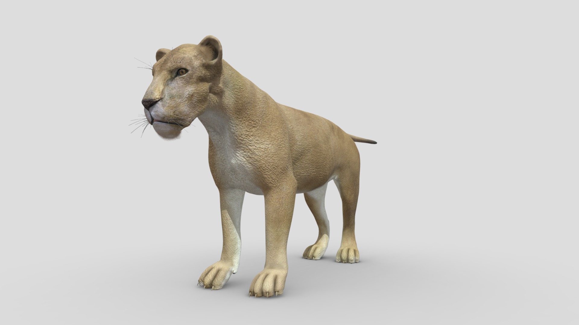 3D model Lioness - This is a 3D model of the Lioness. The 3D model is about a white and brown dog.