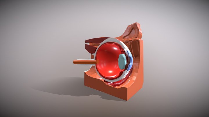 Anatomia ojo. Armando Aguilar Gutierrez 3104374 3D Model