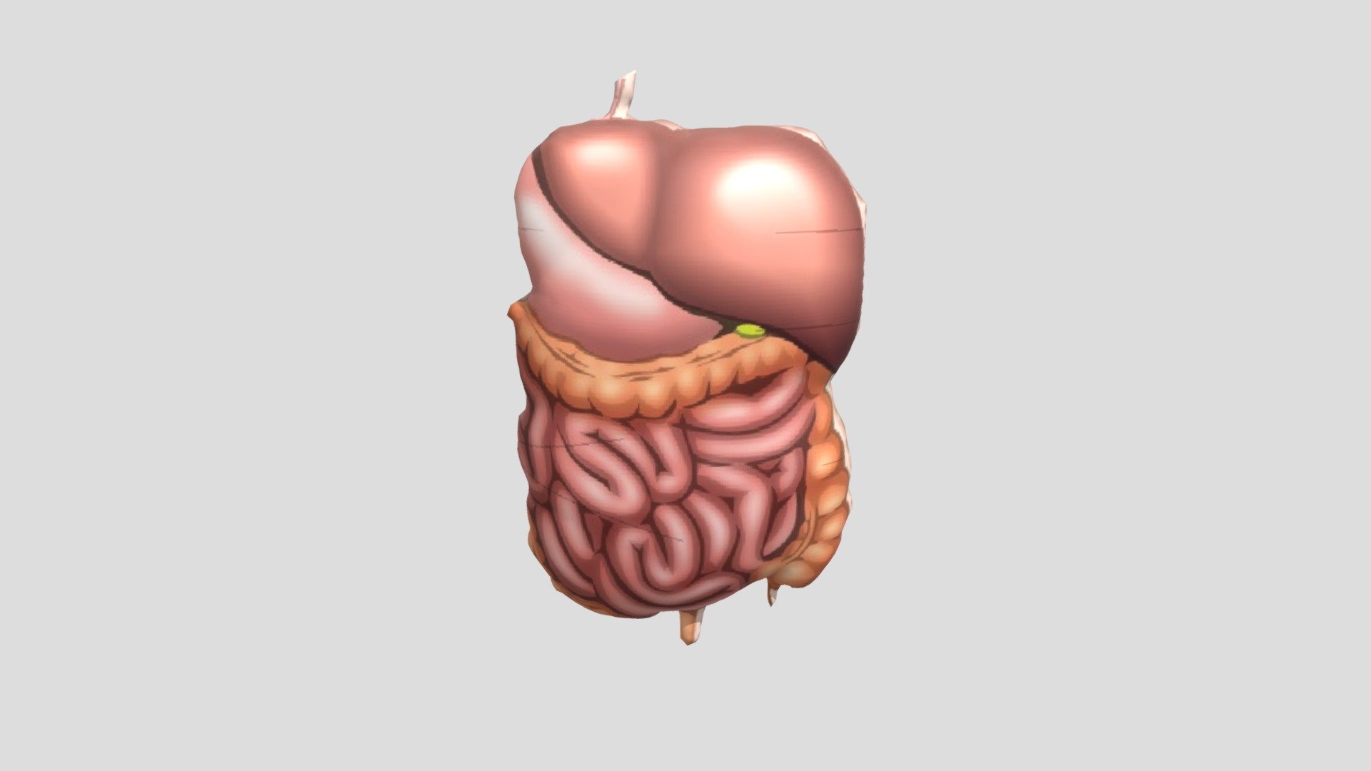 Organ Dalam