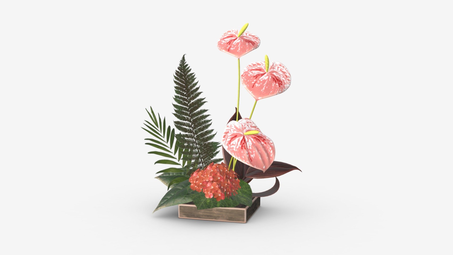 69686 philodendron care Philodendron Code 69686  oramicin