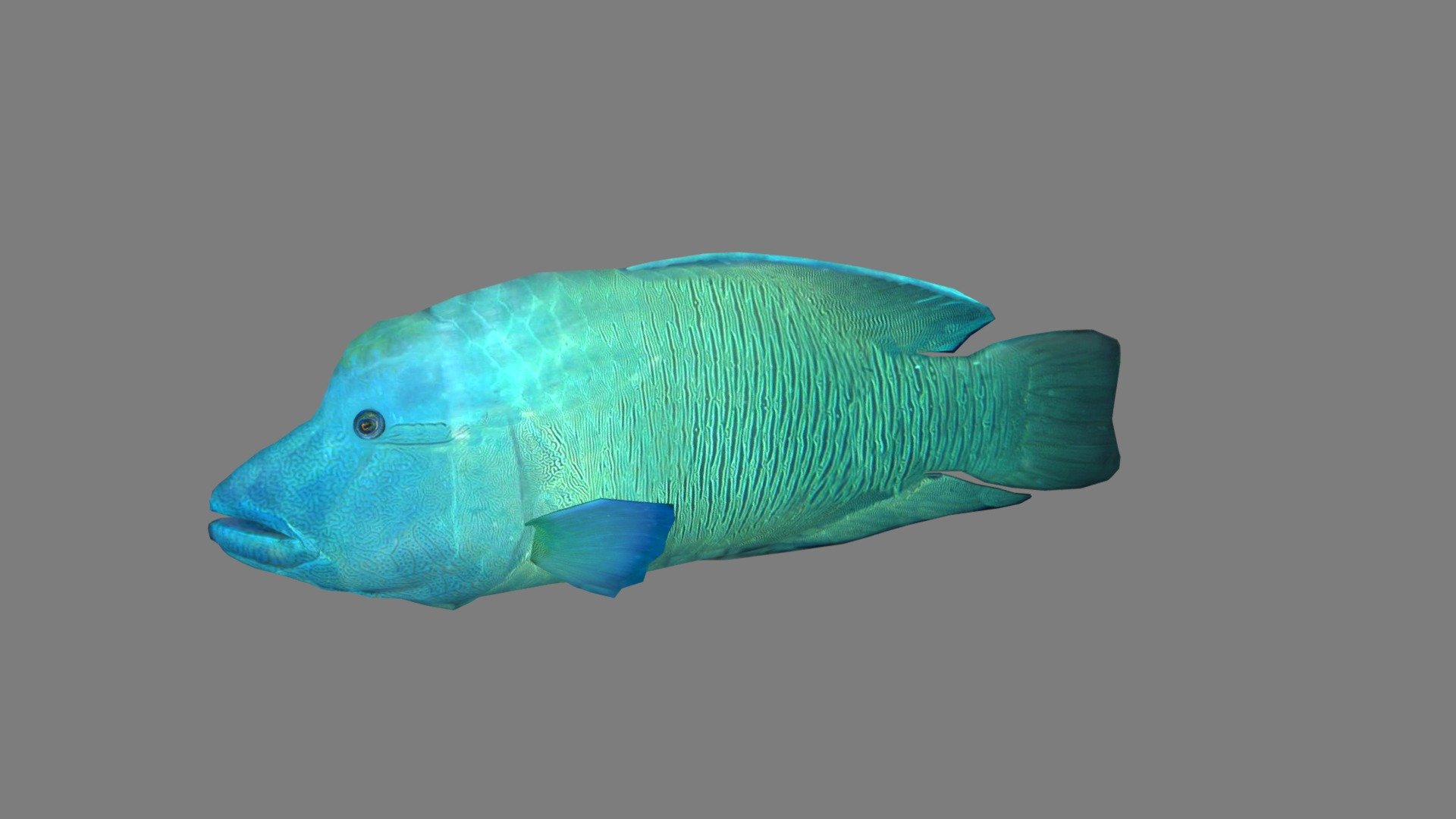 TJ Brand Napoleon Fish 147 2013-2014