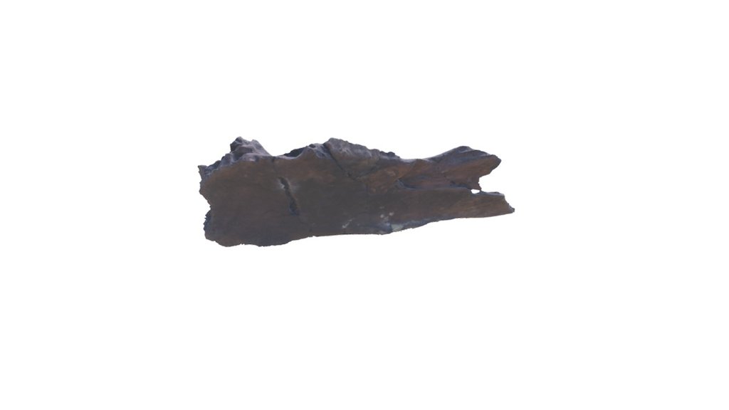 Thescelosaur Frontal