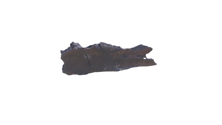 Thescelosaur Frontal 3D Model