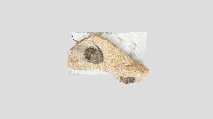 Devonian trilobite Metacanthina fossil 3D Model