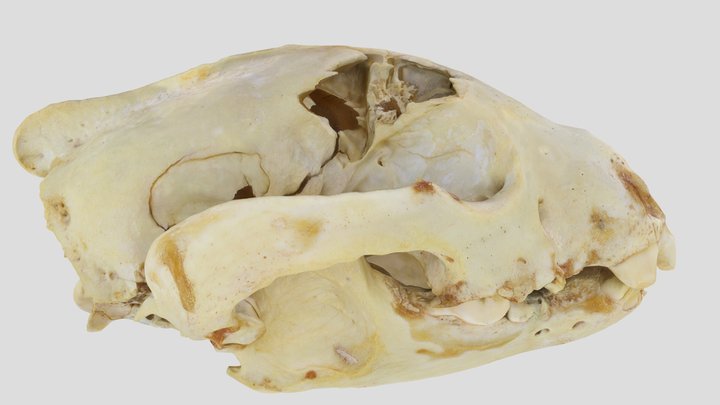 UWYMV:Mamm:6288, Gulo gulo luscus, Skull – Gratis 3D-model STL