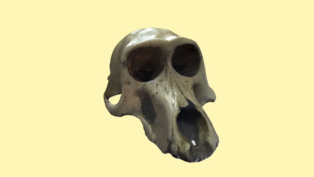 Olive baboon skull / Crânio Babuíno-anúbis