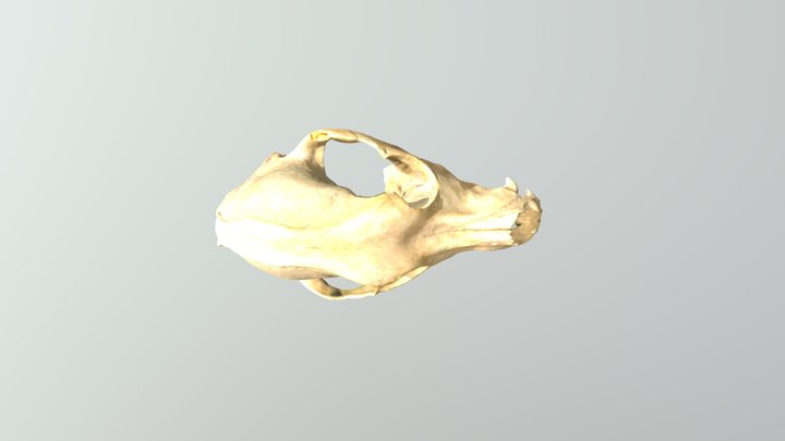 Skull demo 3D Model