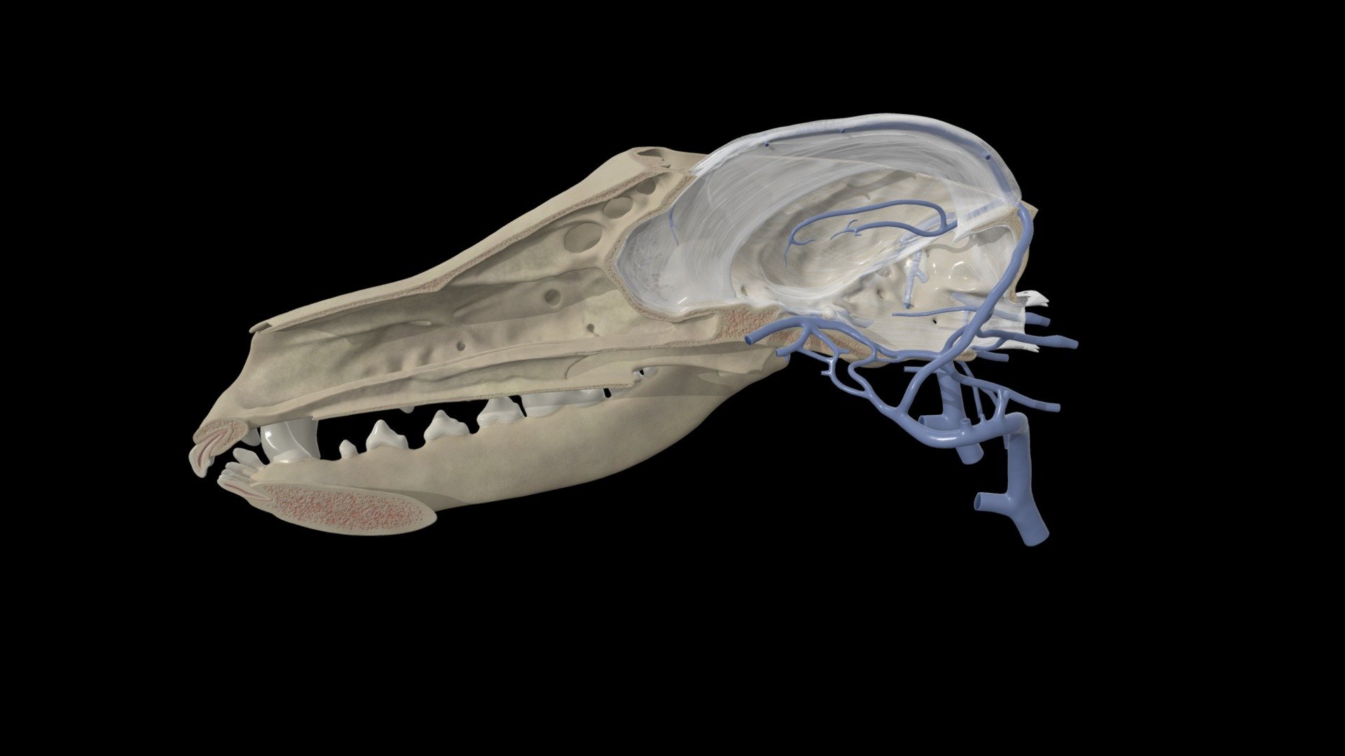 Venous Drainage of the Dog Brain 3D model by ERC dcc8221 Sketchfab