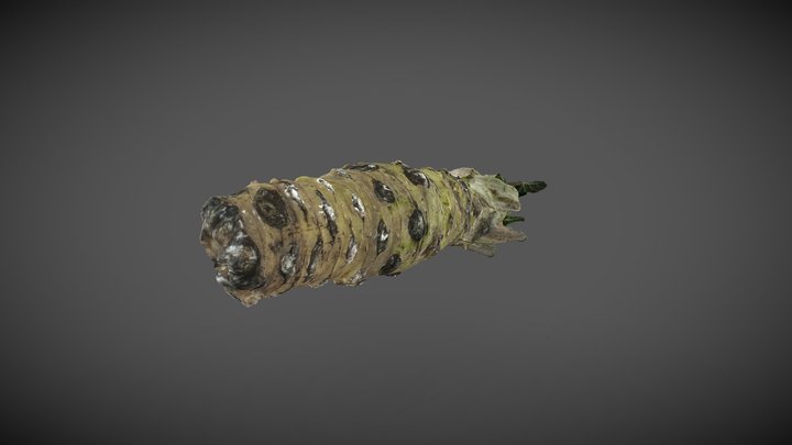 Wasabi(山葵) The "Hard Violence" 3D Model