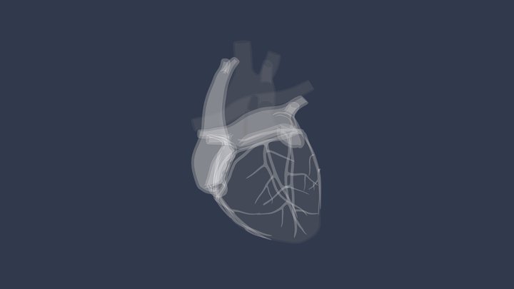 Heart-whole 3D Model