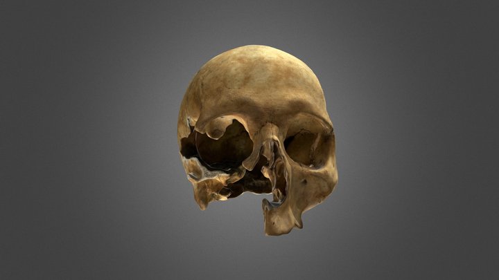 Cráneo individuo 1. Cueva del Morín 3D Model
