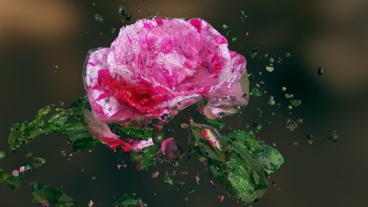 Rose Test 3D Model