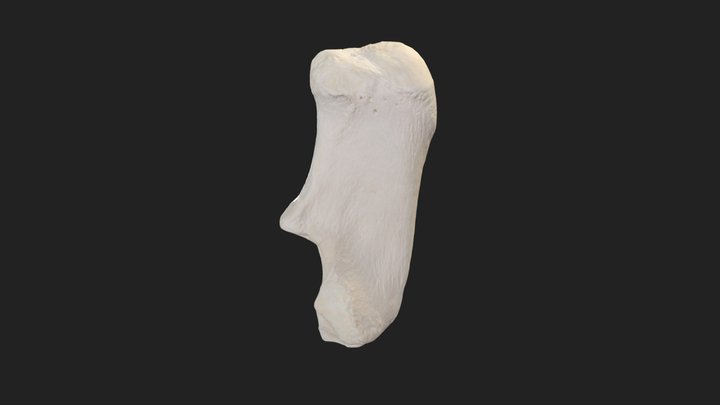 heel bone (calcaneus) horse – Modèle 3D gratuit STL